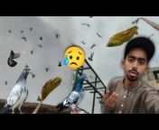 ITS PIGEON LOVER