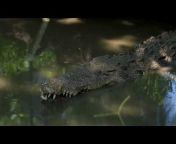 Animal wildlife video (AWV Tube)