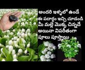 Jyothi Garden Vlogs