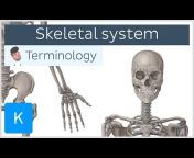 Kenhub - Learn Human Anatomy
