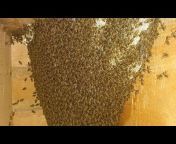 beekeeping Kashmir