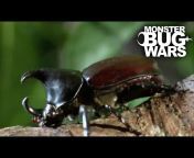 Monster Bug Wars - Official Channel