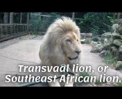 Amazing videos vith animal