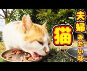 CaTuber猫たかD Cat videos