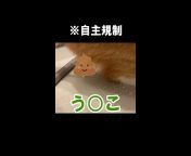 わるねこ &#124; Bad Cat