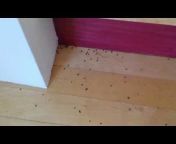 Bust-A-Bug Pest Management, Inc.