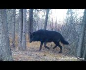 Yukon Wildlife Cams