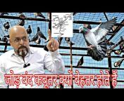Bhopal Pigeons