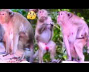 101 Monkey Concepts