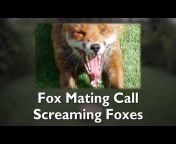Foxes - Raw u0026 Wild