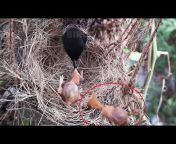 Birds in Nest