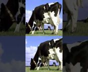 Cow Dance Song
