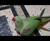 Lovely Pet Parrot