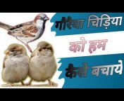 Jabalpur Birds Lovers