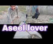 Aseel lover in Jhelum