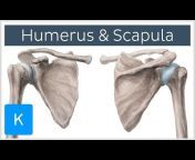 Kenhub - Learn Human Anatomy