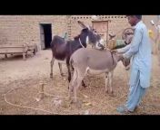 animal crass meeting in village