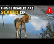 Beagle Care