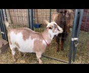 Moon Ridge Mini Goats