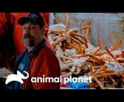 Animal Planet Brasil