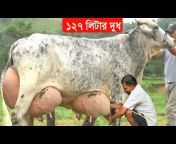 Suitable Bangla