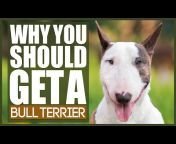 Fenrir Bull Terrier Show