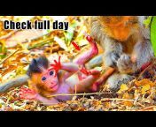 Phnom Pros Wildlife Park Video