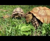 Florida Iguana u0026 Tortoise Breeders