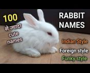 Rabbit Fun Corner
