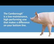 Pig Improvement Company (PIC) – North America
