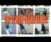 Pigeon Passion (kabootarmania)