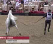 N165 ZABI AL NASSER - 10th Qatar International Arabian Peninsula Horse Show 2020 - 7-10 Years Old Mares (Class 8B) from n165