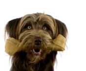 Crossbreed-dog-holding-a-bone-in-its-mouth-473284621_HD-1920x1080-@-25p-H.264 from hd h