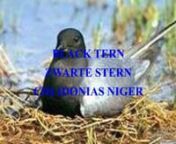 The black tern (Chlidonias niger) is a small tern generally found in or near inland water in Europe, Western Asia and North America. As its name suggests, it has predominantly dark plumage. In some lights it can appear blue in the breeding season, hence the old English name