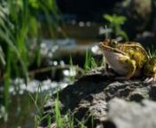 Integration of a northern leopard frog on a photographic plate.nn- Modeled in Maya and ZBrushn- Retopo in TopoGunn- Textured in Marin- Displacement painted in Mari, refined in ZBrush and exported as a 8k 32-bit resolution mapn- Lighting, shading, lookdev and rendering in Arnold with camera projection and HDR shot on location.n- Compositing in NukennSpecial thanks to Roberto Sollazzo.