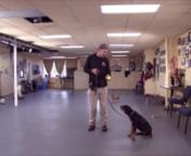 Man’s Best Friend Dog Training is SO EXCITED about our four, male, Rottweiler puppies! Sired from our well-known, handsome, lovable and personable Rottweiler, Gangster.These guys come from amazing parents with ideal personalities and looks! If you are looking for a top quality Rottweiler to raise with your family, but want to save yourself the trouble of puppy training and socialization, these dogs are for you!They will be ready to go now at about five months old. These pups will come up t