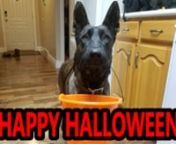 Sherni holds her own bucket and asks for candy when we take our little girls Olive an Eleanor trick or treating. Happy Halloween from the Carter family! nnFollow me for video notifications, and a behind the scenes view of our lives and the lives of our animals! nnFacebook- https://www.facebook.com/Minkenry-and-Joseph-Carter-the-Mink-Man-72678726611/nnInstagram- https://instagram.com/joseph_carter_the_mink_man?igshid=lfg21x9zeiwgnnTwitter- https://twitter.com/JosephCarterTh1