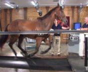 Virginia Tech&#39;s horse on a treadmill has been featured in many university commercials. #horseonatreadmill