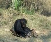 Şempanzelerin alet kullanımıyla ilgili harika örnekler. Bu videoda onların alet kullanarak nasıl fındık kırdıklarını, karınca avladıklarını, elektrikli çıtların altından fındık çıkardıklarını vs. görebilirsiniz. Buradaki bütün şempanzeler yabani olup, bu hayvanların tutsak hayatı yaşamamalarının engellenmesi gerekir.