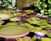 A pretty spot with wonderful tinkling water, coming down the rocks into a lily pond. This amazing environment was created by our friends at Sunland Water Gardens in Sunland, California. Enjoy!