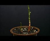 This is a timelapse video of Fallopia japonica (Japanese knotweed) growing in a pot in my office. The delay between consecutive shots was 5 minutes, the total duration of video is 365 hours or 15 days. nAudio: mo-seph - Flowers (http://freemusicarchive.org/music/mo-seph/Growth_And_Form/03_Flowers)