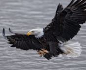 In 1972, there was a single pair of nesting American Bald Eagles left in New York state. Today, there are hundredsin New York, Pennsylvania and surrounding states. What does the story of the American Bald Eagle&#39;s return teach us about the impact we have on our environment, and our responsibility to conserve our shared habitat?