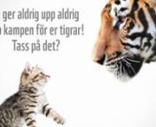 Katt hjälper katt har tillsammans med er katter och era människor lyckats nå målet. Alla 3200 vilda tigrar har en svensk katt* som fadder! Och det är helt och hållet er förtjänst. Se Maltes tackfilm!nnNu kommer det inte längre att informeras om tigrarnas utsatta situation, utan istället kommer fokus att ligga på andra behövande katter.nnÄr du och din kisse tigervänner? Om ni är det och vill fortsätta få information om WWFs arbete för tigrarna och deras överlevnad, följ i så