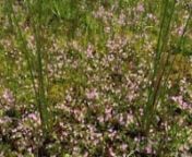 Link: http://www.floravannederland.nlnIn natte graslanden in duinvalleien, en ook in moerassige heide is een tere plant te vinden met roze tot roze-rode kleine bloemen. Teer guichelheil, Anagallis tenella, is een kruipende plant, die op de knopen in de stengels wortelt. De bloemen staan in de oksels van de kleine tot 7 mm grote bladeren. De ook niet echt grote bloemen hebben een kroon die 2-3 maal zo groot is als de kelk. De zeldzame plant bloeit in de voorzomer.nnLees meer: http://floravanneder
