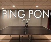 Let me introduce our ping pong cat
