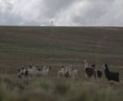 Son Seul Wild Track #10 – La course aux lamasnBolivie, 2014, Altiplano / Image : Johan Legraie / Son: Félix BlumenRéalisée sur le tournage du film n