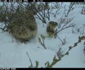 This two-minute video is a time lapse of about 1,200 still images taken over a week&#39;s time by a motion-triggered remote trail camera set up near a rock ptarmigan nest. The hen incubates a nestful of eggs under a bush, the eggs hatch and the chicks mill about - with a surprise snowfall happening on June 18. The hen is wearing a radio tracking device. Shot between June 11-18 in Interior Alaska near the East Denali Hwy, part of a research project by ADF&amp;G&#39;s Rick Merizon. For more on ptarmigan,