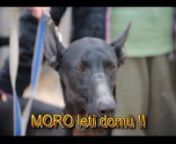 Na černouška MORO podenco čekal na letišti jeho nový kámoš greyhound RINO a odvezl ho přímo do jeho nového domova. Děkujeme, že nám pomáháte :-)
