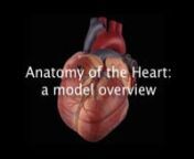Anatomy of the Heart from heart anatomy