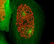 A very early Prophase HeLa cell expressing H2B mCherry (red) and aTubulin gap (green), filmed every 1 min as it undergoes mitosis.